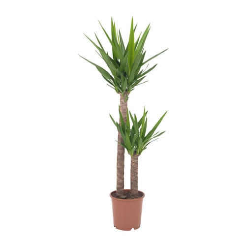 Фото Растение в горшке YUCCA ELEPHANTIPES
