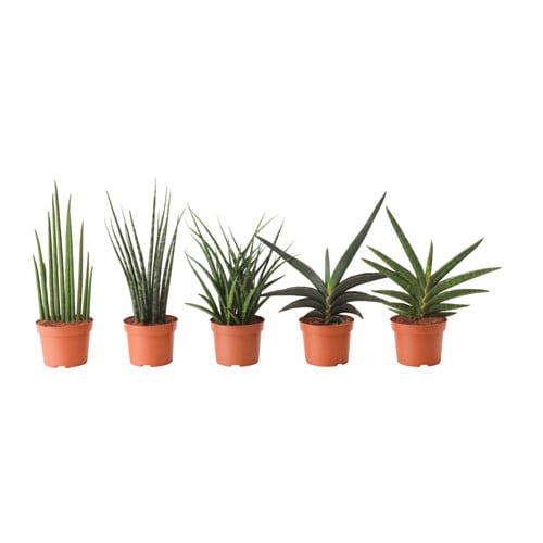 Фото Растение в горшке SANSEVIERIA