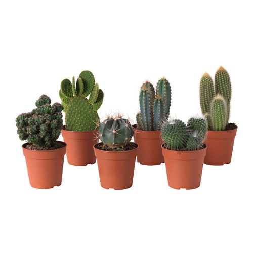 Фото Растение в горшке CACTACEAE