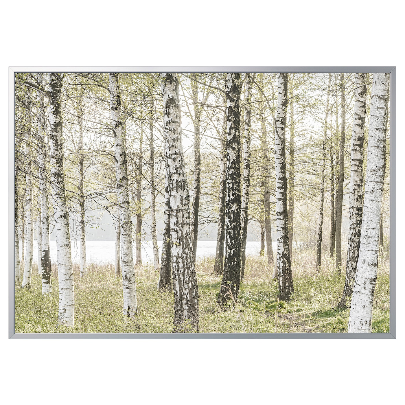 Фото БЬЁРКСТА, Картина и рамка, березы/цвет алюминия