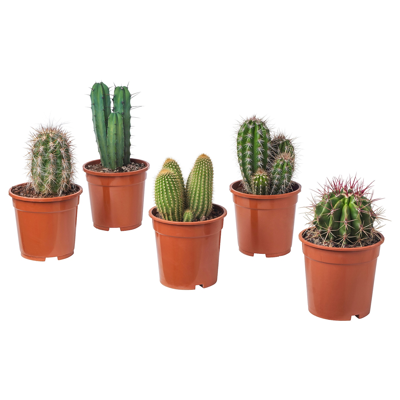 Cactaceae Кактус икеа