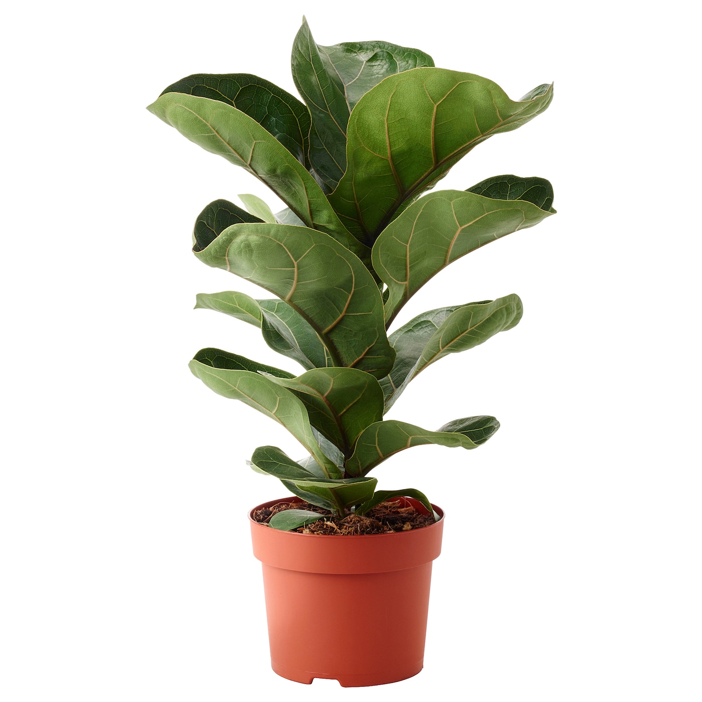 Фото ФИКУС ЛИРАТА БАМБИНО, Растение в горшке, фиговый лист
